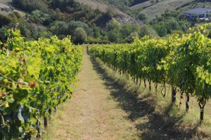 harvest time Ciù Ciù