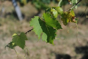 harvest time Ciù Ciù 2