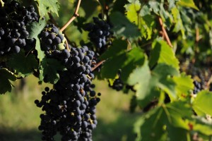 harvest time Ciù Ciù 3